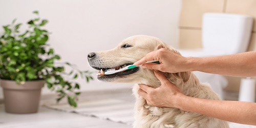 How to Train a Dog for the Teeth Cleaning Process