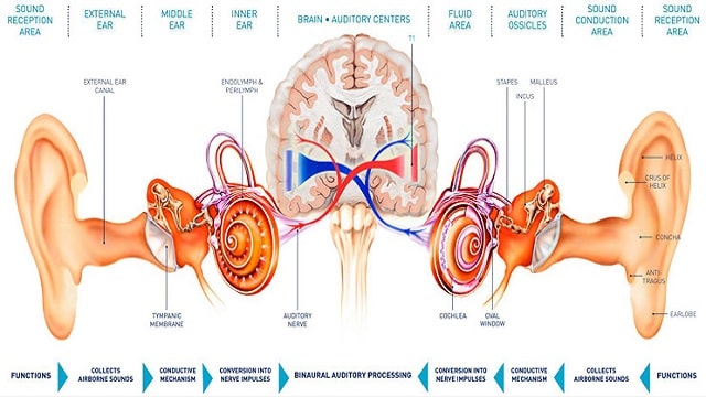 How the Ear Works and Other Functions It Has