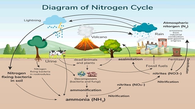 What is Nitrogen Cycle