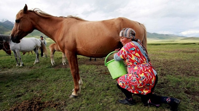 Horse Milk