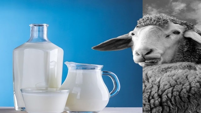 Sheep's milk