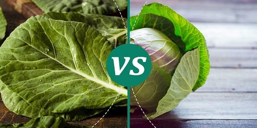 Difference Between Collards, And Cabbage