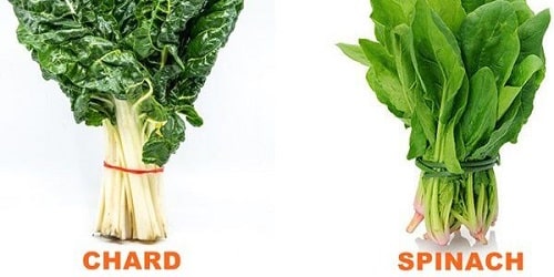 Differences Between Spinach And Chard