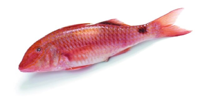 Red mullet