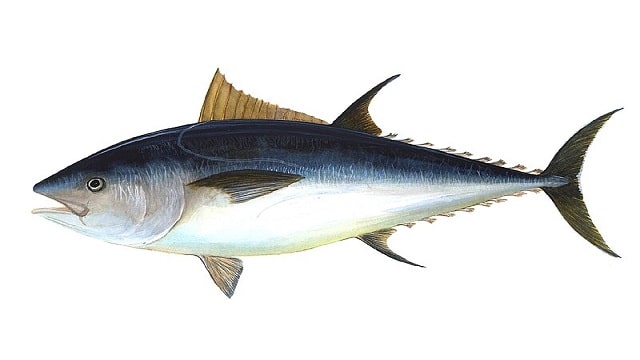 Tuna