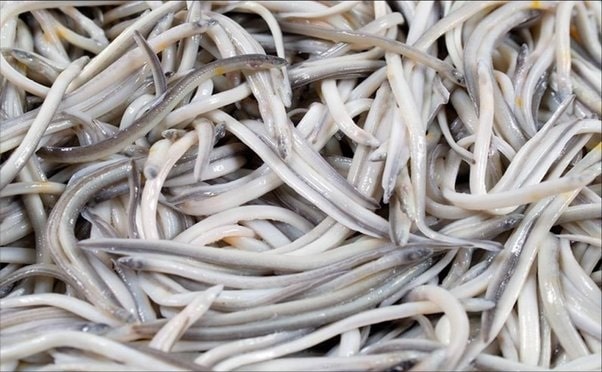 Difference Between Angulas And Eels