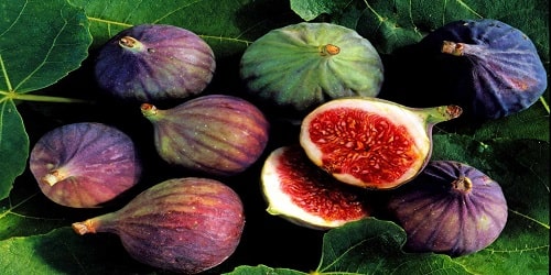 Difference Between Figs And Breva