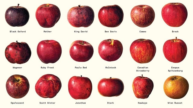 Types Of Apples