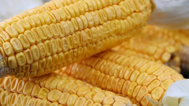 Dent corn