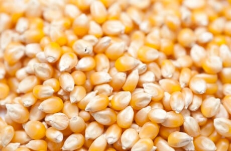 Hard corn