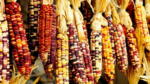 Native corn