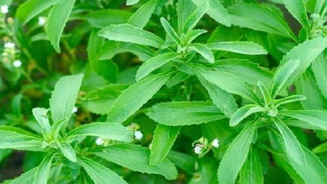 Stevia