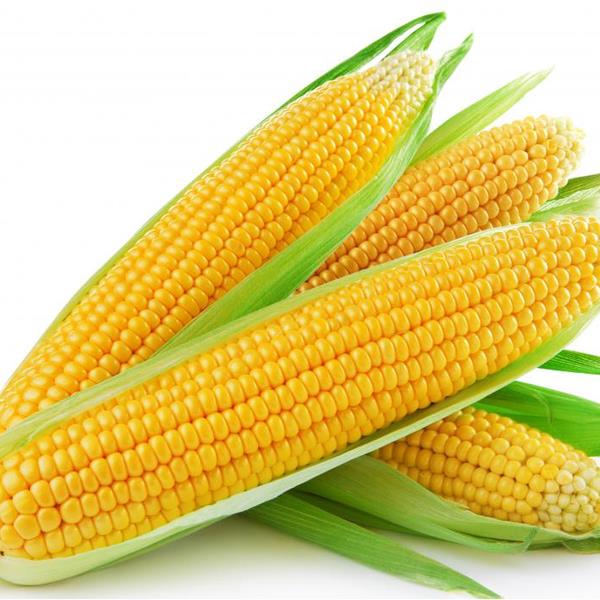 Yellow corn