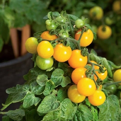 Canary tomato