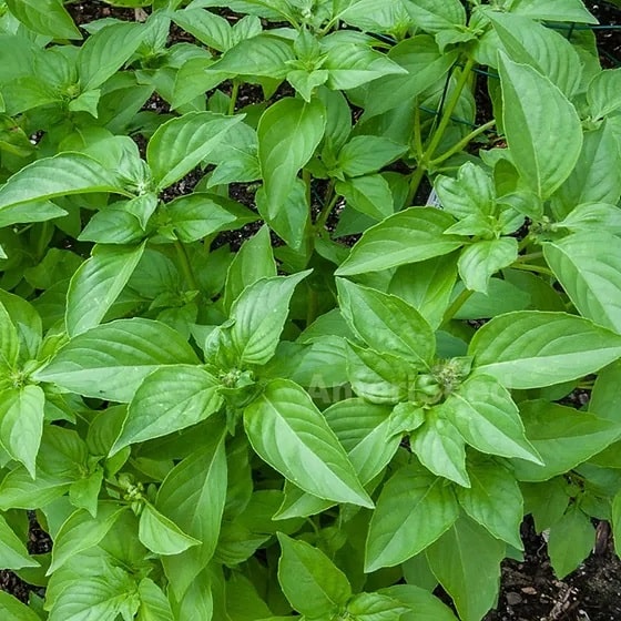 Lemon Basil