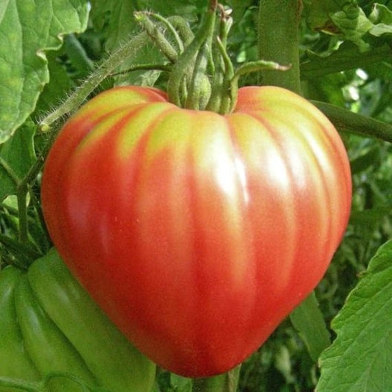 Oxheart tomato