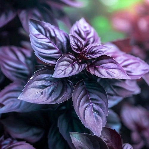 Purple Basil