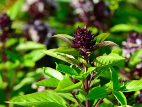 Thai Basil